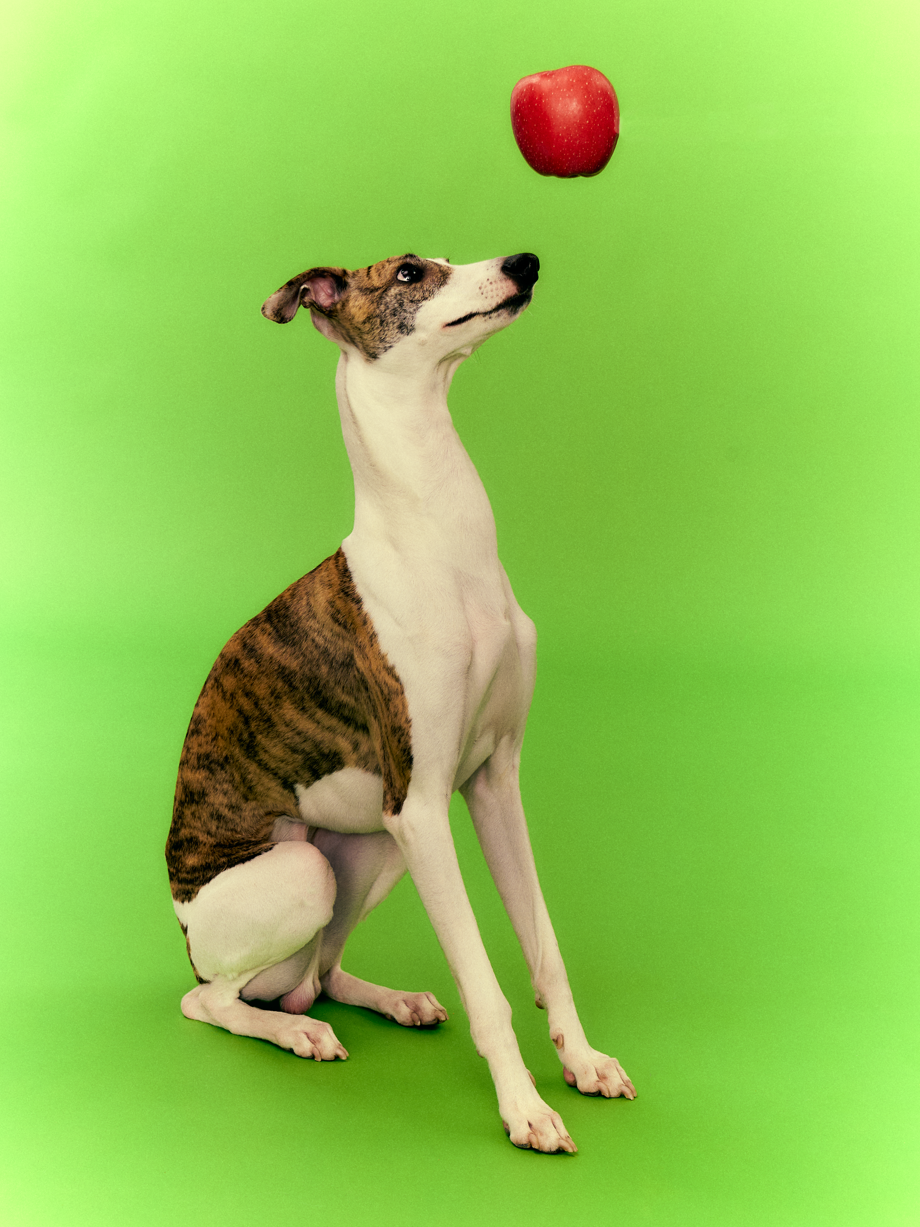 Lifestyle image featuring a dog with an apple floating above its head, symbolizing connection to nature and our Stay in Nature concept