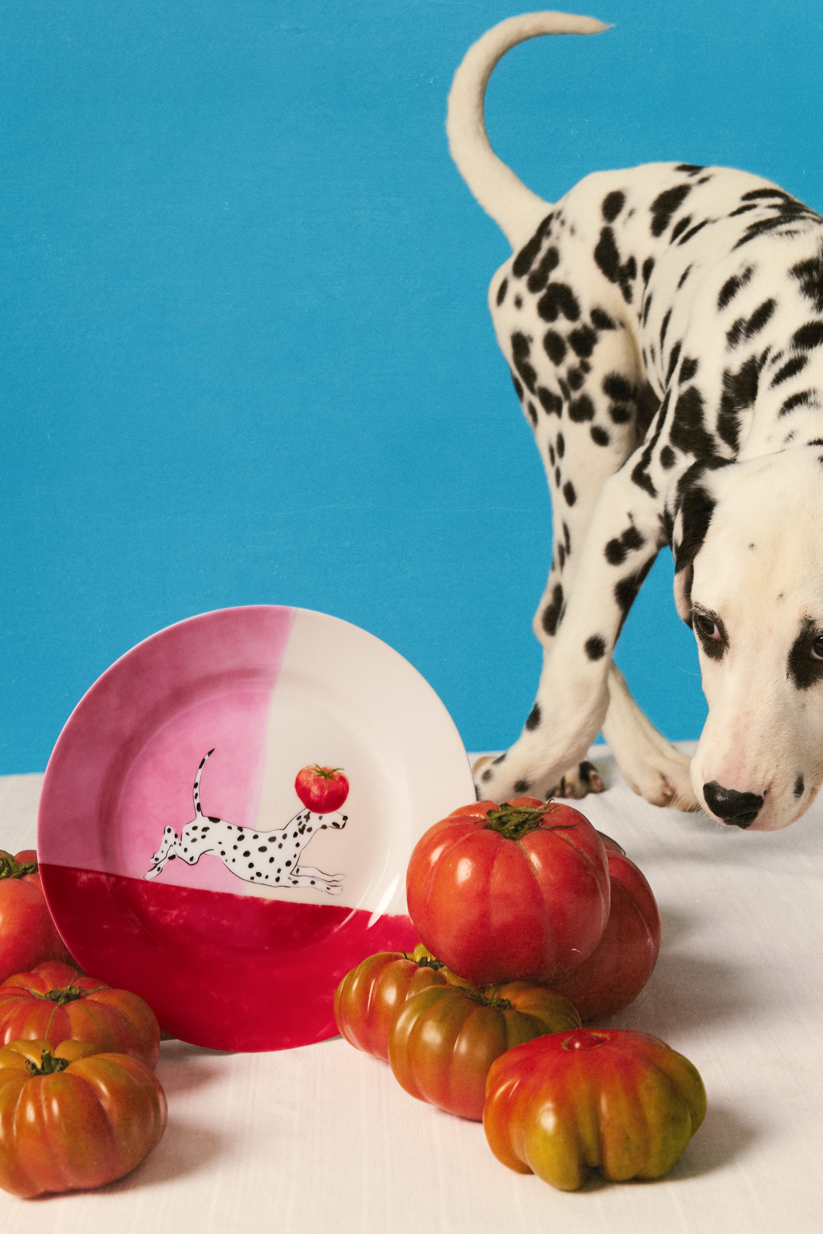 Ceramic Plate, model Tomato Paws: Still life photo featuring our plate and a Dalmatian dog against a blue backdrop, evoking a sense of connection with nature and tableware set.